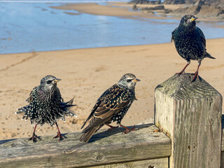 Starlings, sturnus vulgaris , perched on a wooden fence at Fistral Beach, Newquay, Cornwall