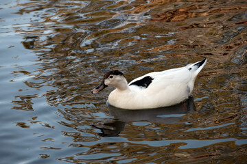Magpie Duck, Sydney, Australia