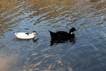 Magpie Duck, Sydney, Australia