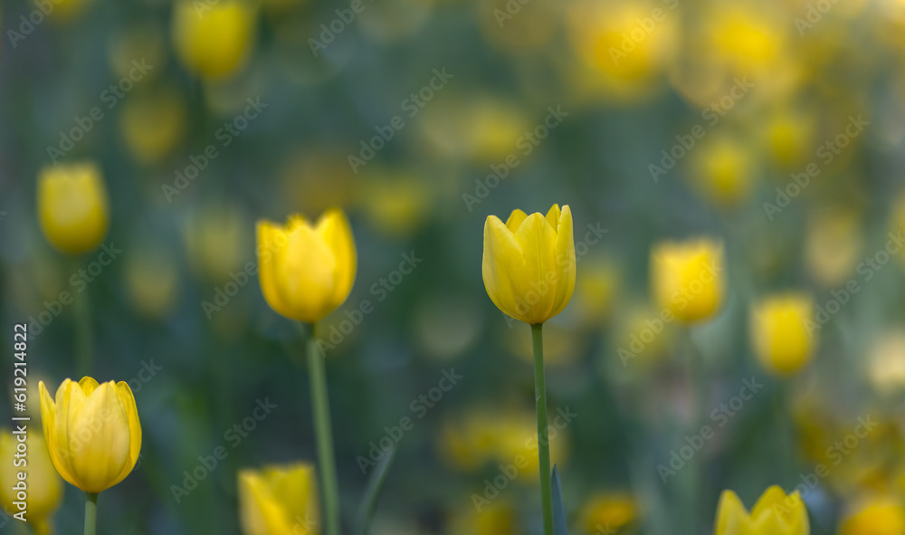 Canvas Prints yellow tulips in green background