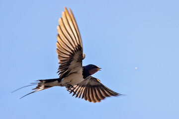 swallow in fast flight in blue sky
