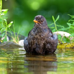  Blackbird, female in the water of a bird watering hole. Portrait. Reflection on the water. Czechia.