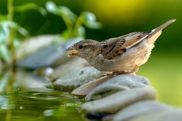 : House sparrow, female drinking from bird's water hole. Czechia. 