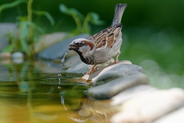 House sparrow, male drinking from bird's water hole. Czechia.
