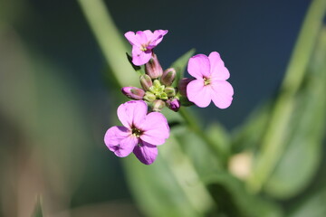 Sweden. Hesperis matronalis is an herbaceous flowering plant species in the family Brassicaceae. 