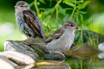 Two young sparrows by the water of a bird watering hole. Reflection on the water. Czechia. 
