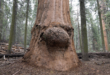 Giant Sequoia tree that looks like a human face with a big nose