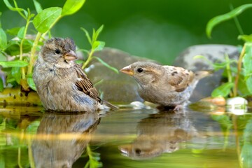 Two young sparrows in the water of a bird watering hole. Reflection on the water. Czechia. 