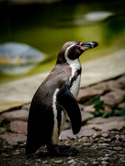 penguin on the rocks