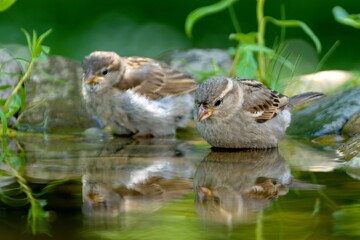 Two young sparrows peer into the water of a bird watering hole. Reflection on the water. Czechia.