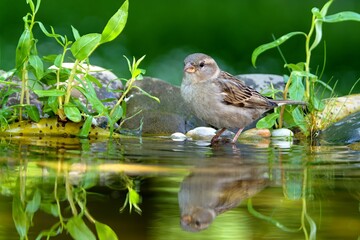 Young sparrow in the water of a bird watering hole. Reflection on the water. Czechia.