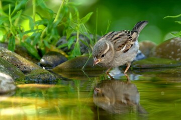 Young sparrow stands on a rock and looks into the water of the bird watering hole. Reflection on the water. Czechia