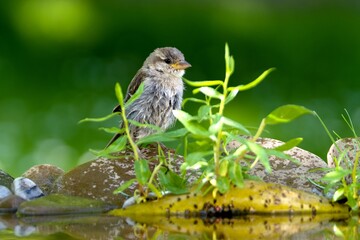 Young sparrow stands on the stones behind a budding willow at the bird's water hole. Czechia.