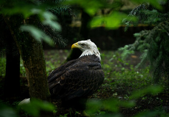 portrait of a eagle