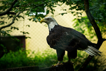 eagle in the zoo