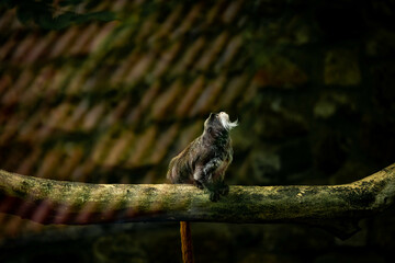bird of prey