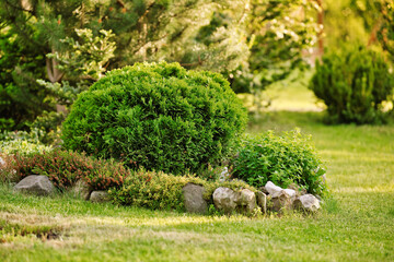 Thuja occidentalis danica bush in the garden. Decorative thuja for landscape design. Alpine slide in the garden.