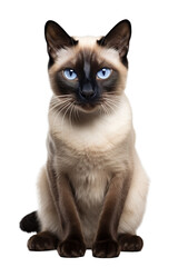 Cute Siamese cat full body shot over isolated white background