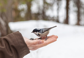 Feeding tits with hand in the park in winter. A small bird eats seeds from the hand. Seeds lie on the hand and a small bird sits. Bird watching. Tit. Coal tit