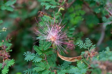 Flower of a fairy duster, Calliandra eriophylla