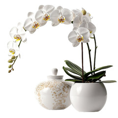 white orchid in vase isolated on transparent background