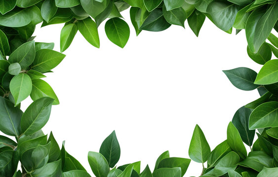 Green leaves frame over isolated transparent background