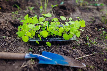 Transplanting foxglove seedlings into soil in summer garden using shovel. Growing flowers from...