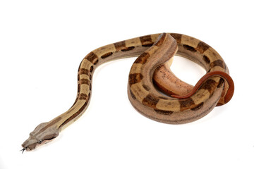 Boa Constrictor Imperator on White Background - Exotic Reptile Snake Stock Photo