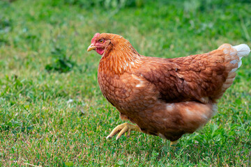A red-haired laying hen on the loose in a grassy field