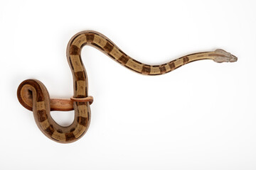 Boa Constrictor Imperator on White Background - Exotic Reptile Snake Stock Photo