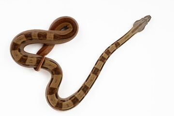 Boa Constrictor Imperator on White Background - Exotic Reptile Snake Stock Photo