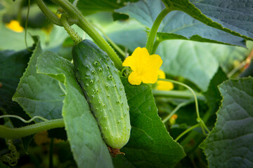 Cucumber growing in a garden in a natural environment