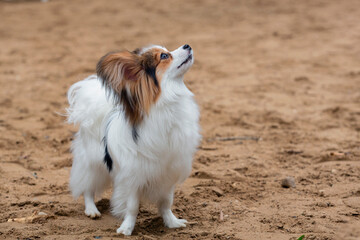 A Papillon dog plays on a sandy field...
