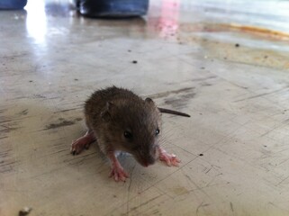 Rat in the garage