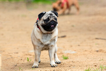 Obraz premium Funny pug is playing on the sandy lawn