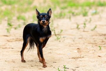 The Russian Toy is a very small breed of dog bred in Russia from the English Toy Terrier.