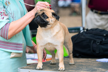 Funny pug at the dog show.