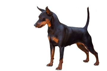 The Miniature Pinscher, also known as the Zwergpinscher. Close-up on a white background