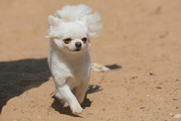 Small chihuahua dog playing on a sandy field