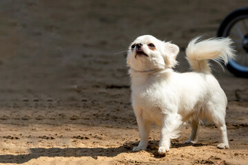 Small chihuahua dog playing on a sandy field