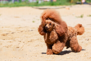Fototapeta premium A poodle runs across a sandy field