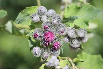 Sweden. Arctium lappa, commonly called greater burdock, edible burdock, lappa, beggar's buttons, thorny burr, or happy major is a Eurasian species of plants in the family Asteraceae