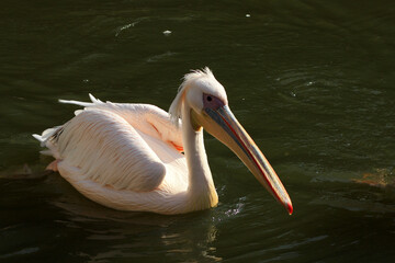 Great White Pelican Pelecanus onocrotalus
