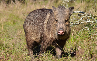A collared peccary looking at the camera in Ibera National Park, Argentina
