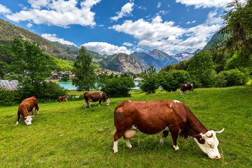 Fototapeta na wymiar Cows on the pasture as small lake and mountains in background in Italy.