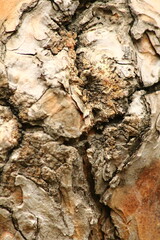 bark of a tree exture