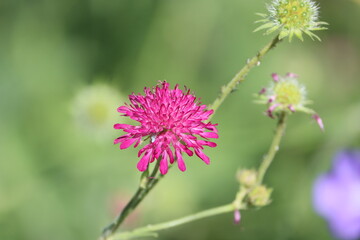 Fototapeta premium Sweden. Knautia macedonica, the Macedonian scabious, is a species of flowering plant in the family Caprifoliaceae