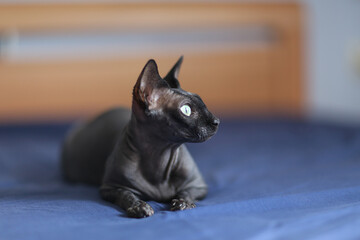 Black Canadian sphynx cat sitting and playing at home