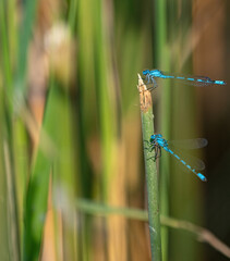 Several horseshoe azure maiden dragonflys closeup at summer in thuringia