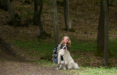 Naklejka na ściany i meble A girl with a white sheperd dog walks in the forest.